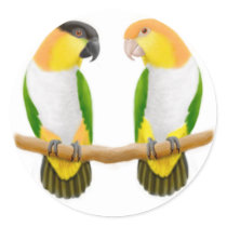 Caique Parrot Love Sticker