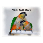 Caique Parrot Pair Customizable Postcard