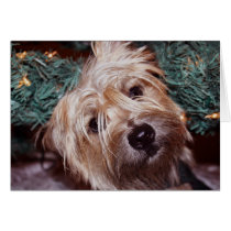 Cairn Christmas cards