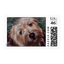 Cairn Christmas Stamp stamps