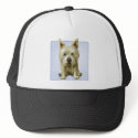 Cairn Terrier 1 hat