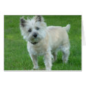 Cairn Terrier cards