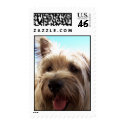 cairn terrier close up postage