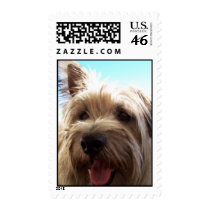 cairn terrier close up postage by wisebarber cairn terrier close up postage