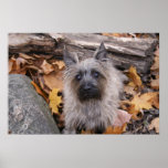 Cairn Terrier in Autumn Poster