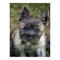 Cairn Terrier posters by Paddydee56 Cairn Terrier posters