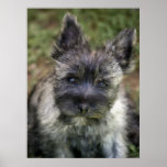 Cairn Terrier Poster