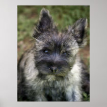 Cairn Terrier posters