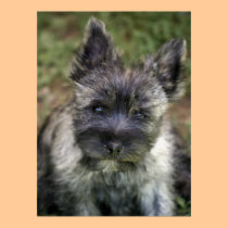 Cairn Terrier posters