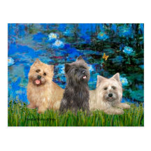 Cairn Terriers 4-13-21 - Lilies 3 Post Cards
