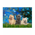 Cairn Terriers 4-13-21 - Lilies 3 t-shirts