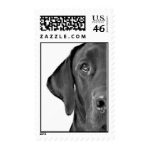 Cairo Half-Dog postage
