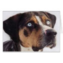 Cajun cards by Catahoula Cajun cards