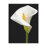 Cala Lillies Post Card