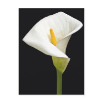 Cala Lillies Post Card