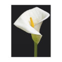 Cala Lillies postcards