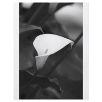 Cala-Lilly Flower flyers