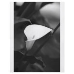 Cala-Lilly Flower flyers