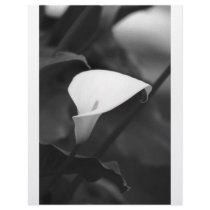 Cala-Lilly Flower Letterhead