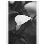Cala-Lilly Flower Letterhead
