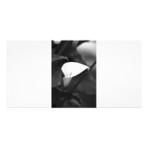 Cala-Lilly Flower photo cards