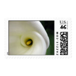 cala lilly flower