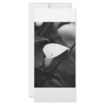 Cala-Lilly Flower Full Color Rack Card