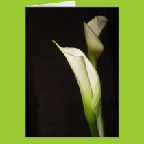 Cala Lily Duo Card cards