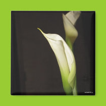 Cala Lily Duo Magnet