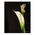 Cala Lily Duo Poster print