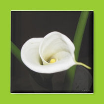 Cala Lily Magnet magnets