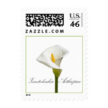 Cala Lily stamps
