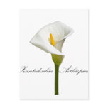 Cala Lily Post Cards