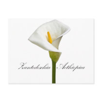 Cala Lily Postcards
