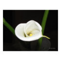 Cala Lily Poster print