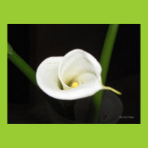 Cala Lily Poster posters