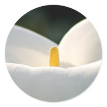 Cala Lily Sticker by mlane53 Cala Lily Sticker