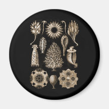 Calcarea Fridge Magnets