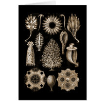 Calcarea Greeting Card