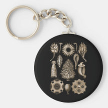 Calcarea Key Chains