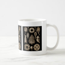 Calcarea Mugs