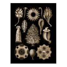 Calcarea Postcards