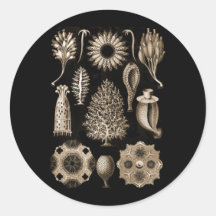 Calcarea Stickers