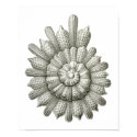 Calcarina clavigera posters
