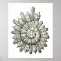 Calcarina clavigera poster