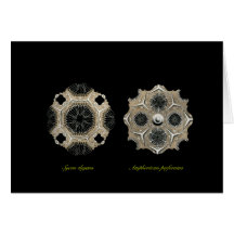 Calcispongiae Cards