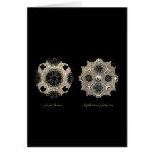Calcispongiae Cards