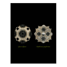 Calcispongiae Postcards