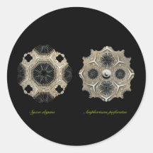 Calcispongiae Stickers