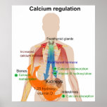 Calcium Regulation in the Human Body Chart Print